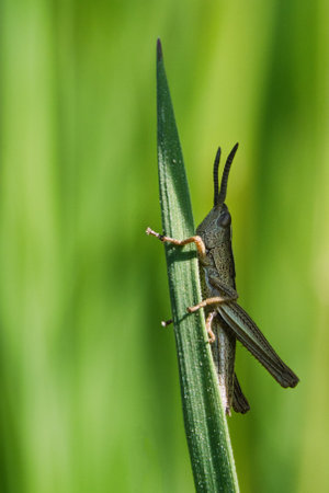 grasshopper on a grass stalk in a meadow. macro shot where every detail is visible.の写真素材