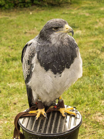 a buzzard from the flight show in saarburg. This is a young bird.の写真素材