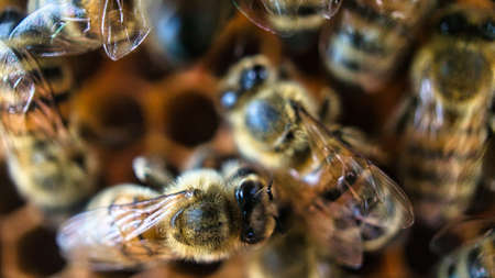 Honey bees at work on bees. Busy and industrious are the little workers making honeyの写真素材