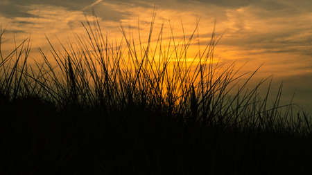 grass with sunset goose light mood in the wind. Experience nature by the seaの写真素材
