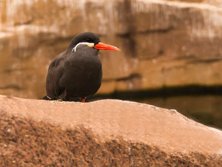 the inka tern is a seabird with gray plumage and red beak with a wise head feather. it lives on the oceanの写真素材