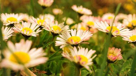 Daisy with beautiful bokeh on a meadowの写真素材