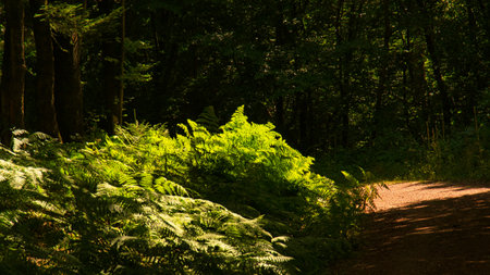 forest path in sunny light mood with fern at the wayside. A walk in the Saarlandの写真素材