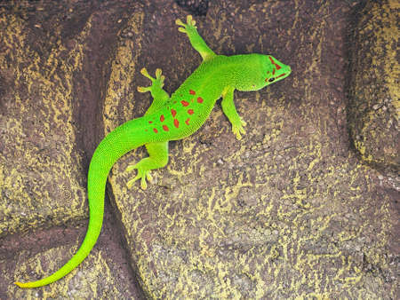 the emerald green geko is and beautiful tepid predator. It hunts insects. It is also kept in terrariums that must have a tropical climate.の写真素材