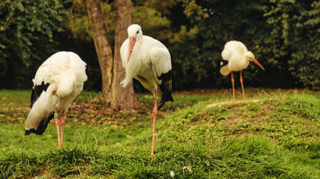 storks on a grass meadow. elegant in black and white plumage. this migratory bird is a welcome guest in germanyの写真素材