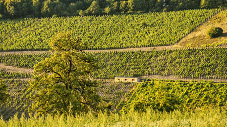 Vineyards in rich colors. The vines with the grapes are ripe. These are taken for consumption or you make wine from them to enjoy.の写真素材