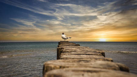 Seagull on a stage in the sunset. On the Baltic Sea in Zingst. Released and with view to the viewerの写真素材