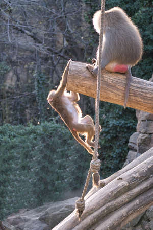 Baboon from the Berlin Zoo. relaxed animals that you can watch for hours on endの写真素材