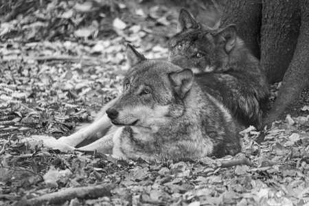mongolian wolf in a deciduous forest close up in black and white. relaxed animals that are beautiful to watchの写真素材