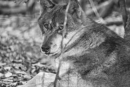 mongolian wolf in a deciduous forest close up in black and white. relaxed animals that are beautiful to watchの写真素材