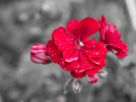 geraniums shown in one color. Flowers in red, purple and pink, the rest was desaturatedの写真素材