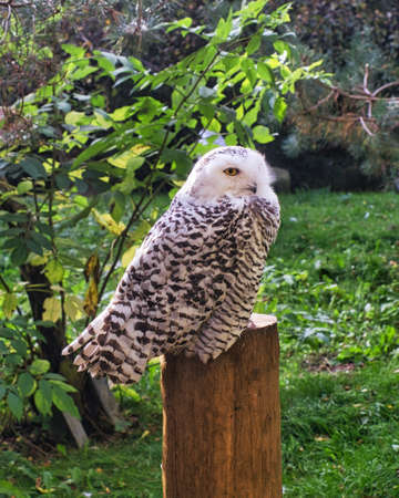 sitting snowy owl cropped in close up. detailed and beautifulの写真素材