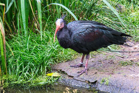 forest bustards are endangered. they are not the most beautiful birds, but very interesting.の写真素材