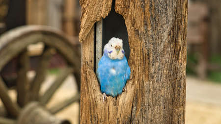 blue and white whelk in a tree cavity. close up of the birdの写真素材
