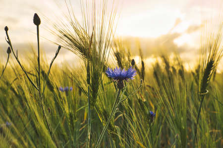 romantic shot of a cornflower in a cornfield at sunset. dreamy images