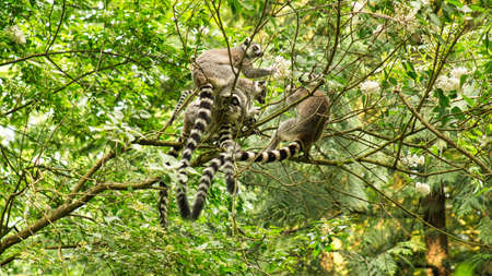 A group of maki playing in the tree. There is also a mother with young.