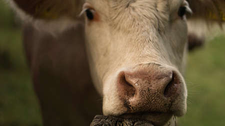 relaxed cow leaning on a fence post. She looks around with interest.の写真素材