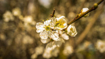cherry blossoms on the branches of a cherry tree. dreamy, delicate petals that bloom in springの写真素材
