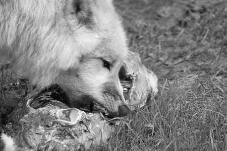 Young white wolf, taken in black white in the Wolfspark Werner Freund while feeding. The wolf park...