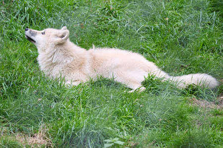 Young white wolf from the wolf park Werner Freund. The wolf park is located in Merzig in Saarland,...