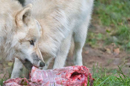Young white wolf, taken in the Wolfspark Werner Freund while feeding. The wolf park is located in Merzig in Saarland, here the predators can be observed.の写真素材