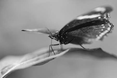exotic butterfly on a leaf. delicate butterfly shot in black and white. Colorful wing and interesting close up with many details.の写真素材