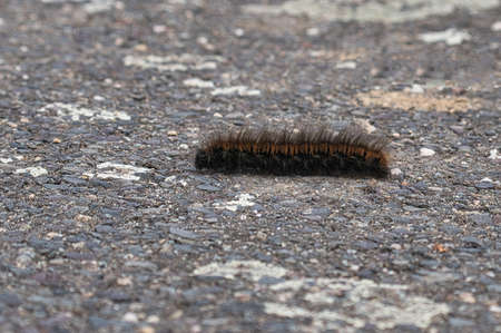 Caterpillar feeding on a leaf. a single animal close up. When they occur in large numbers, they are very harmful.の写真素材