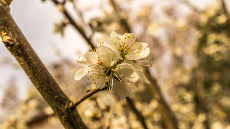 cherry blossoms on the branches of a cherry tree. dreamy, delicate petals that bloom in springの写真素材
