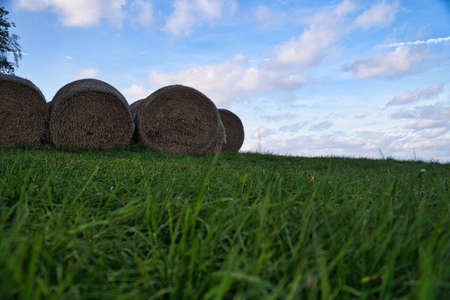 Straw bales tied in a meadow. To dry on the meadowの写真素材