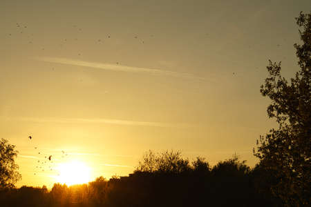 Setting sun on the outskirts of Berlin. Birds on the horizon, the sky seems to burn. Romantic evening sky.の写真素材