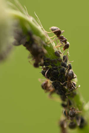 Busy ant in a macro shot on a leaf together with aphids. Detailed shot of the small insectの写真素材
