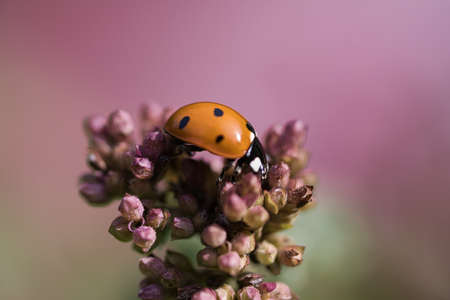 Ladybugs are a family of hemispherical, flying beetles with a worldwide distribution; their upper wings usually have a varying number of conspicuous spots. Many species feed on aphids and scale insectsの写真素材
