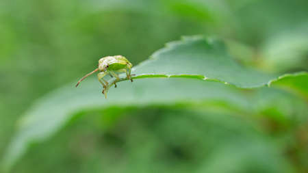 Bugs are insects and belong to the order of beak bugs. Of the approximately 40,000 known species...