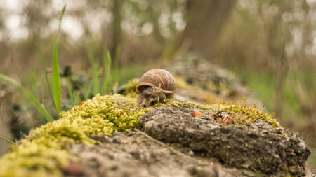 A snail crawling on a plant. Leisurely it crawls forward. The invertebrate was taken as a macroの写真素材