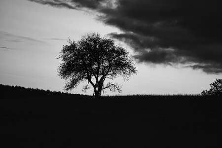 Sunset in the Saarland with a tree against which a ladder is leaning in black and white shot. dramatic sky. quiet and lonely light moodの写真素材