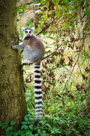 Maki monkey on your tree looking at the viewer. interested and playful are the black and white...