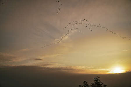 Cranes moving information in the sky. Migratory birds on the Darss. 100000 birds migrate every year...