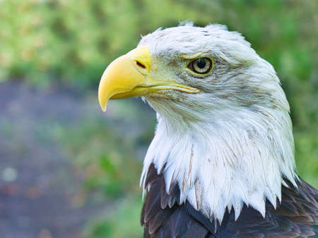Bald eagle in portrait. The heraldic animal of the USA. Majestic bird of prey. Close up of the bird.