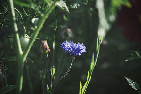 Cornflower flower single in a field. Blue shine the petals. Detail shot from natural environment.の写真素材