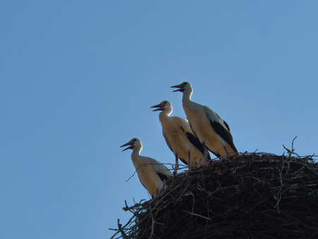 three white storks in the nest on a chimney in Brandenburg. Every year the parents come here in...