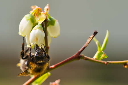 Bee collecting nectar on a dandelion flower macro. Macro shot
