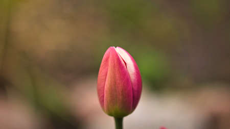 Red tulip cropped and shot with bokeh in a meadow in spring. Dreamy and romantic shot of early bloomer flowerの写真素材