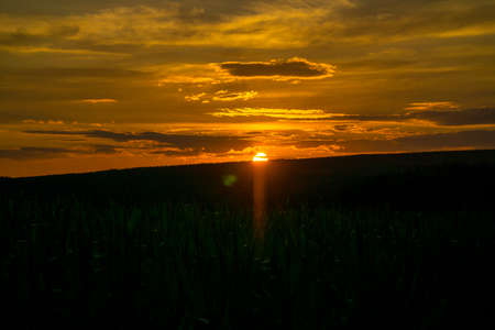 Cornfield at sunset. Landscape shot from Saarland. strong yellow, green and orange colors. Vacation trip in natureの写真素材