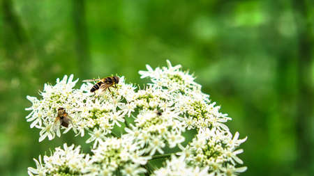 hoverfly on a white flower in the garden in the narur. Macro shot of insect with plantの写真素材