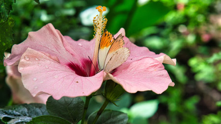 colorful butterfly on a hibiscus flower. elegant and delicate. colourful, fragile and dreamlike. Macro shot of plant and insectの写真素材