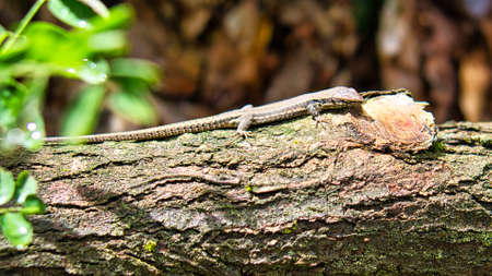 Lizard on a tree trunk in the forest sunbathing. Animal shot of a reptile. Close up of the wild...