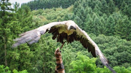 Griffon vulture on falconer's glove ready to fly in close up. Colossal large bird. The ace feeder is very impressiveの写真素材