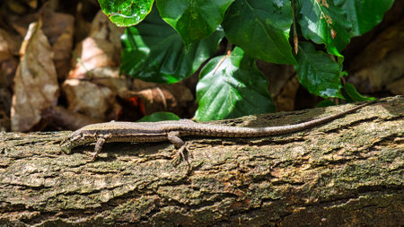 Lizard on a tree trunk in the forest sunbathing. Animal shot of a reptile. Close up of the wild...