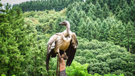 Griffon vulture on falconer's glove ready to fly in close up. Colossal large bird. The ace feeder is...
