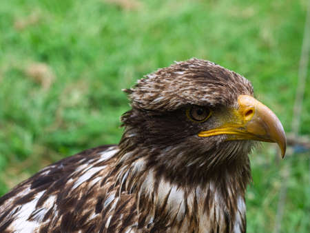 Golden eagle portrait photograph of the head . Brown, white plumage and bright yellow-rimmed eyes....